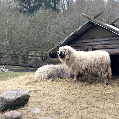 Får og rolige naturomgivelser ved Botilbudet Lindholm