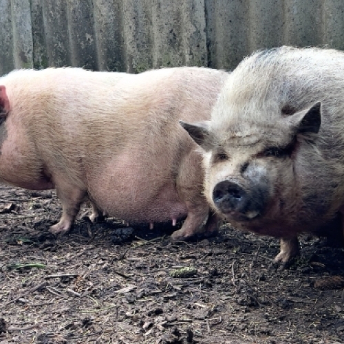 Grise og dyreliv ved Botilbudet Lindholm