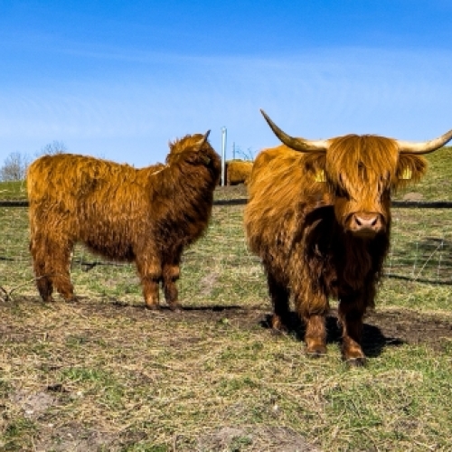 Højlandskvæg og dyreliv ved Botilbudet Lindholm