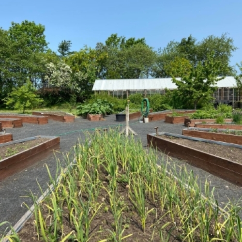 Køkkenhave og drivhus ved Botilbudet Lindholm