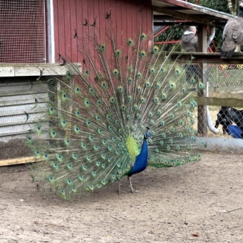 Påfugl og dyreliv ved Botilbudet Lindholm