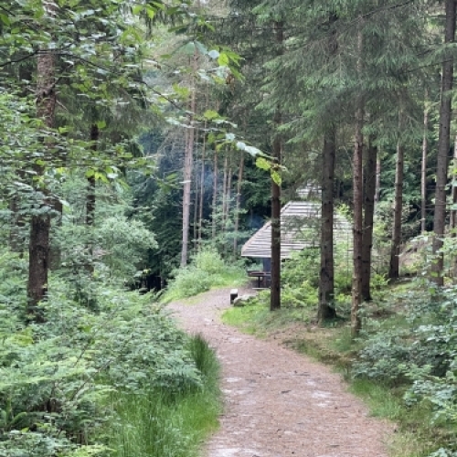 Skovsti og naturområder ved Botilbudet Lindholm