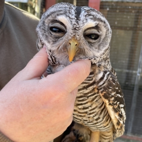 Ugle og dyreliv ved Botilbudet Lindholm