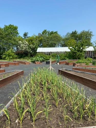 Køkkenhave og drivhus ved Botilbudet Lindholm