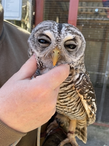 Ugle og dyreliv ved Botilbudet Lindholm