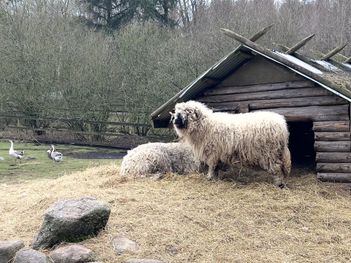 Får og rolige naturomgivelser ved Botilbudet Lindholm