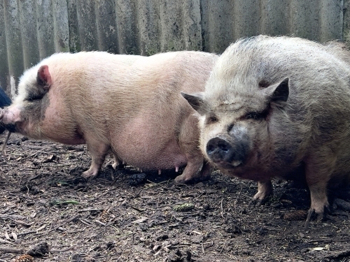 Grise og dyreliv ved Botilbudet Lindholm