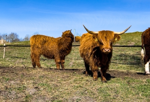 Højlandskvæg og dyreliv ved Botilbudet Lindholm