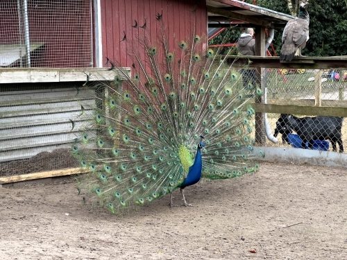 Påfugl og dyreliv ved Botilbudet Lindholm
